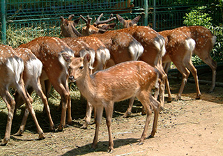 鹿公園